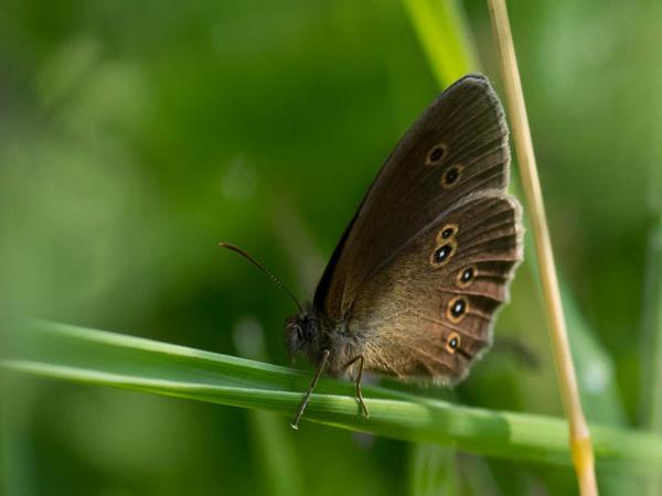 Koevinkje (Aphantopus hyperantus)
